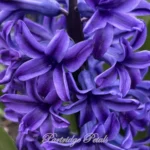 Blue Jacket Hyacinth
