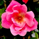Flower Carpet Pink Rose