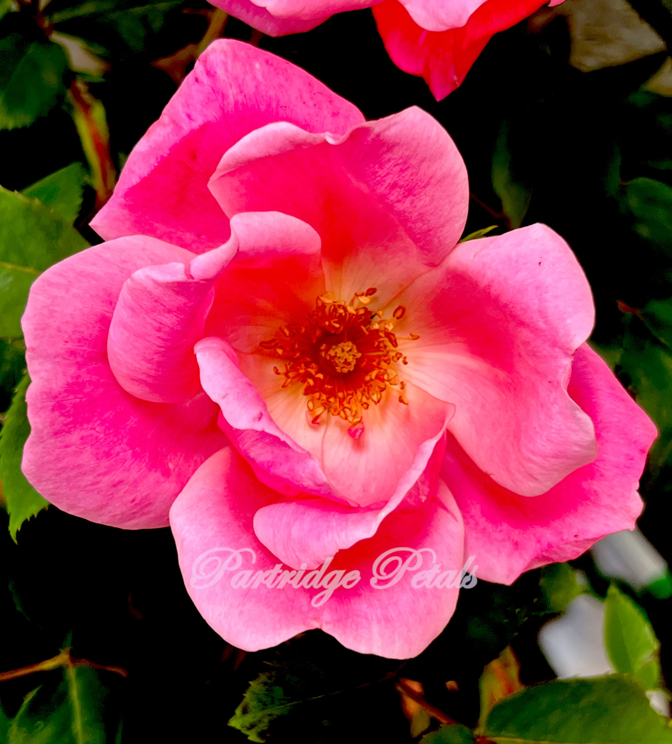 Flower Carpet Pink Rose