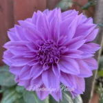 Lilac Time Dinnerplate Dalia