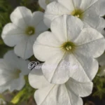 Mini Vista White Petunia