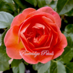 Orange Rose