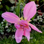 Pink Bell Tree Dalia