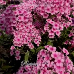 Prismatic Pink Tall Garden Phlox