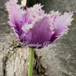 Purple Cummins Fringed Tulip
