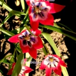 Red, Blue & White Little Beauty Tulips