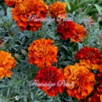 Red Cherry French Marigolds