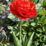 Red Pamplona Tulip