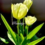 White Exotic Emperor Tulips