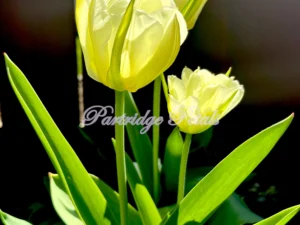 White Exotic Emperor Tulips