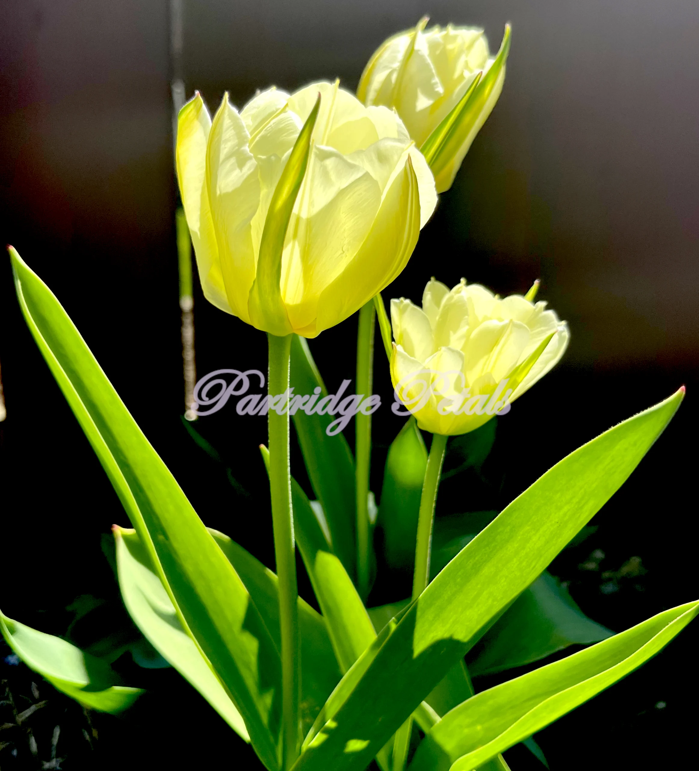 White Exotic Emperor Tulips