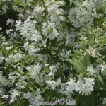 White Japanese Snow Flower