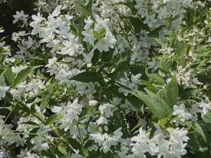 White Japanese Snow Flower