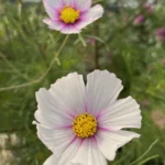 White and Pink Daydream Cosmos