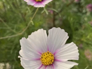 White and Pink Daydream Cosmos