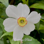 White & Yellow Poet's Narcissus