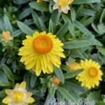 Yellow Strawflower