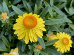 Yellow Strawflower