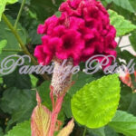 Giant Cockscomb Magenta Celosia