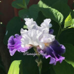 Purple and White Mystic Iris