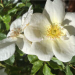 White Scotch Rose