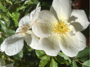 White Scotch Rose
