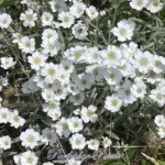 White Snow-In-Summer