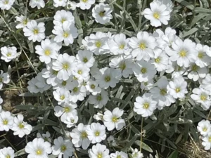 White Snow-In-Summer