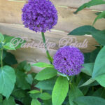 Purple Alliums