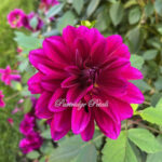 Purple Thomas Edison Dalia